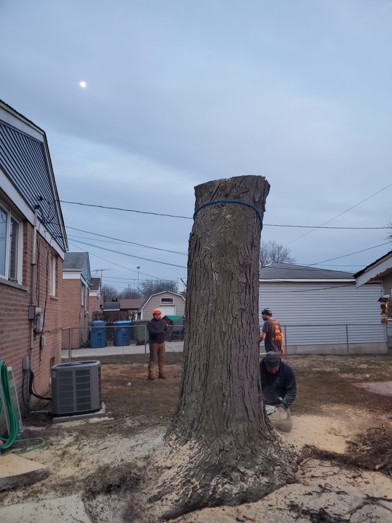 Prime Tree Care crew preparing to remove a large cut tree trunk from a residential property in Blue Island, Illinois.