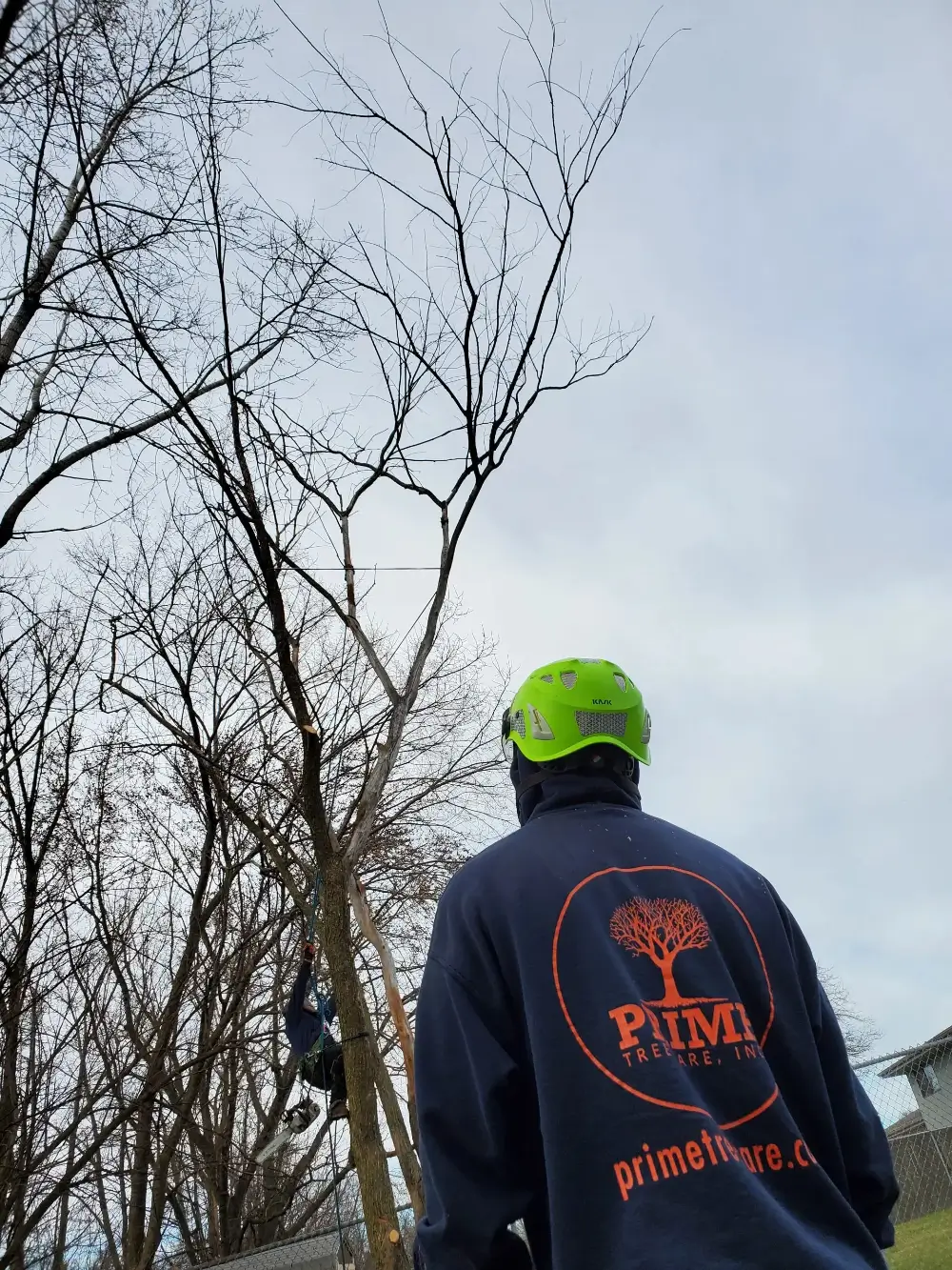 Prime Tree Care arborist wearing a safety helmet and inspecting a tall tree before professional tree work in Blue Island.
